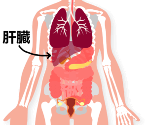 妊活の体質改善でも重要な肝臓。知っておきたいデトックス効果