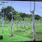 当院のモリンガ座浴剤を製造するフィリピン農場がテレビで特集されました!