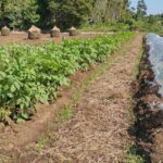 無農薬野菜の畑！始めました！！/赤磐市周匝/整体院ホーピスト