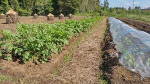 無農薬野菜の畑!始めました!!/赤磐市周匝/整体院ホーピスト