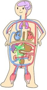 内臓の状態を把握するために必要なこととは？/赤磐市周匝/整体院ホーピスト