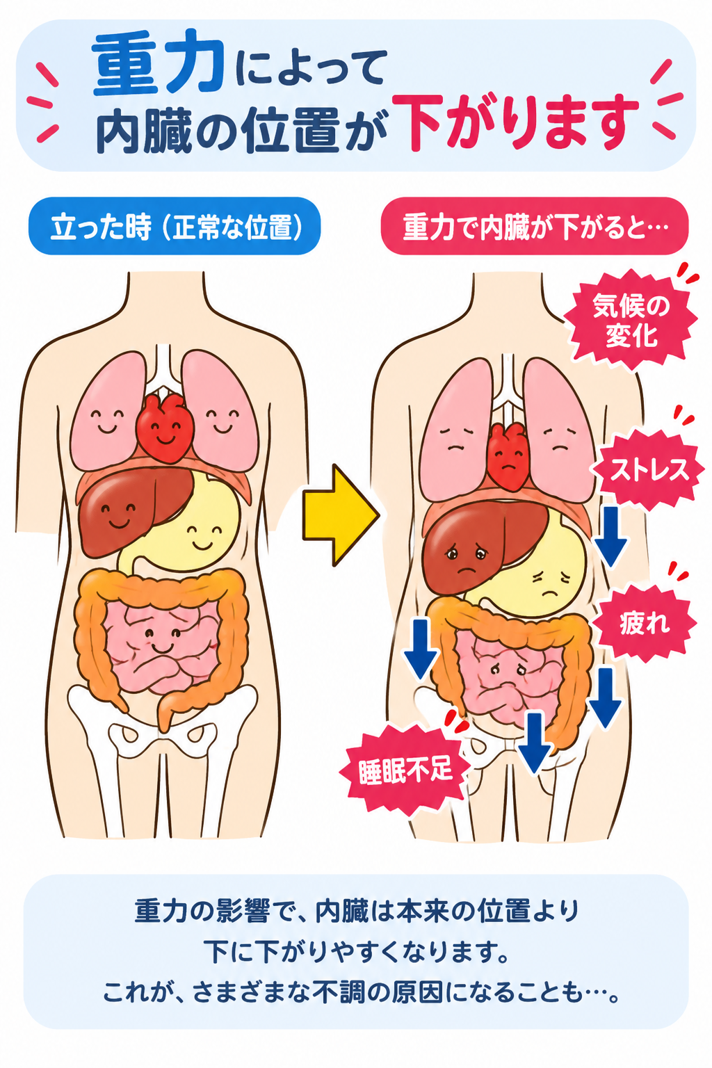 重力によって内臓の位置が下がります。重力で内臓が下がると…重力の影響で、内臓は本来の位置より下に下がりやすくなります。これが、さまざまな不調の原因になることも。